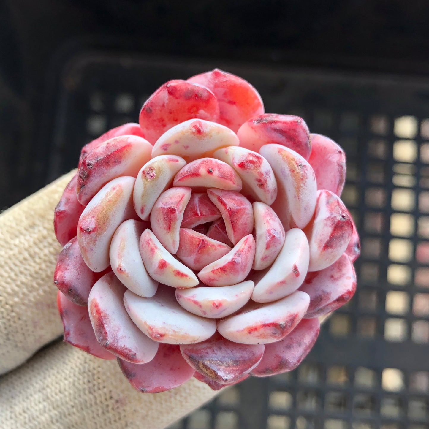 23990 ローイー x ラーファイト 7cm pot