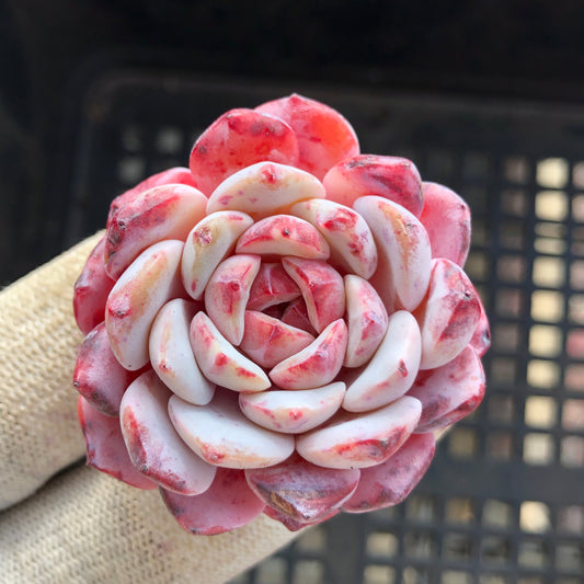 23990 ローイー x ラーファイト 7cm pot