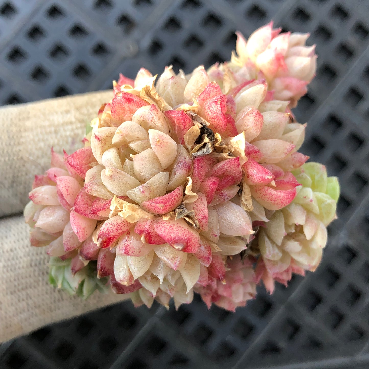 18325 マルギャンHyb 6.3cm pot