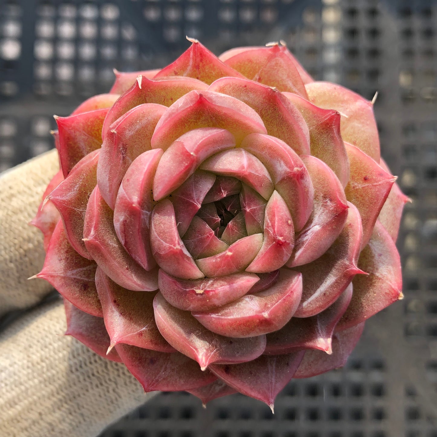 23115 レッド　ベルベットHyb 7cm pot