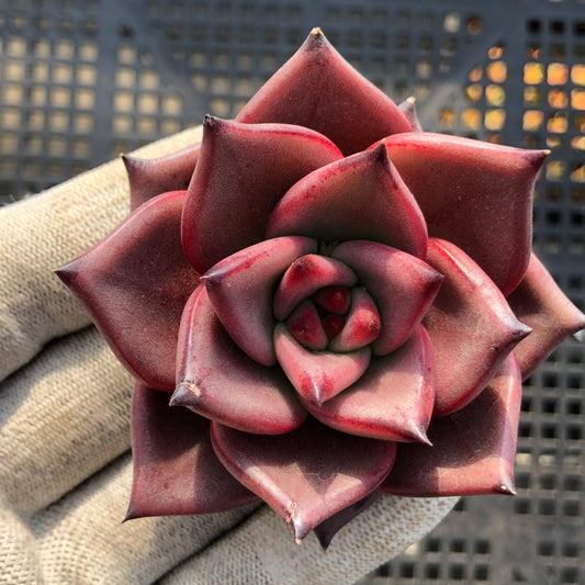 23533 ブラッドロメオ 6.5cm pot