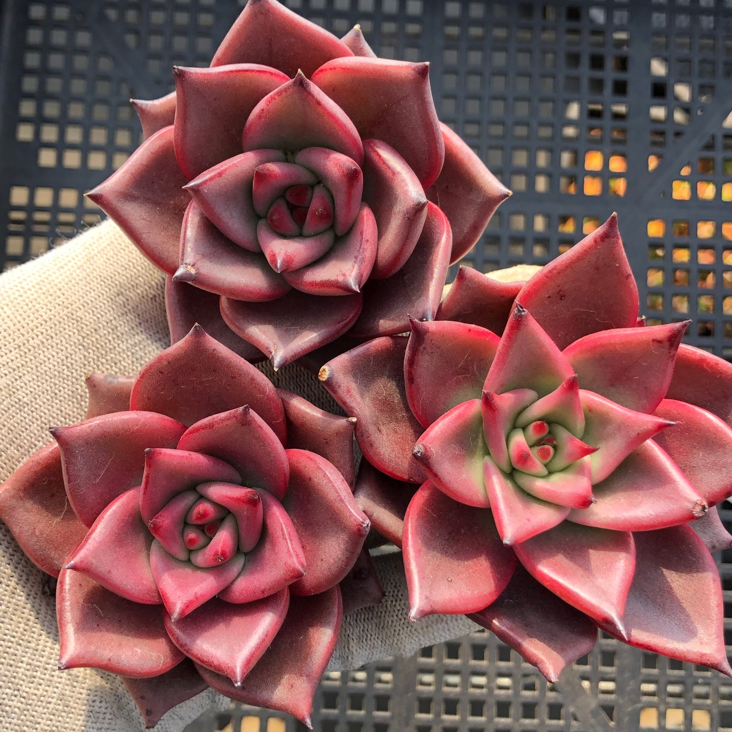 23533 ブラッドロメオ 6.5cm pot