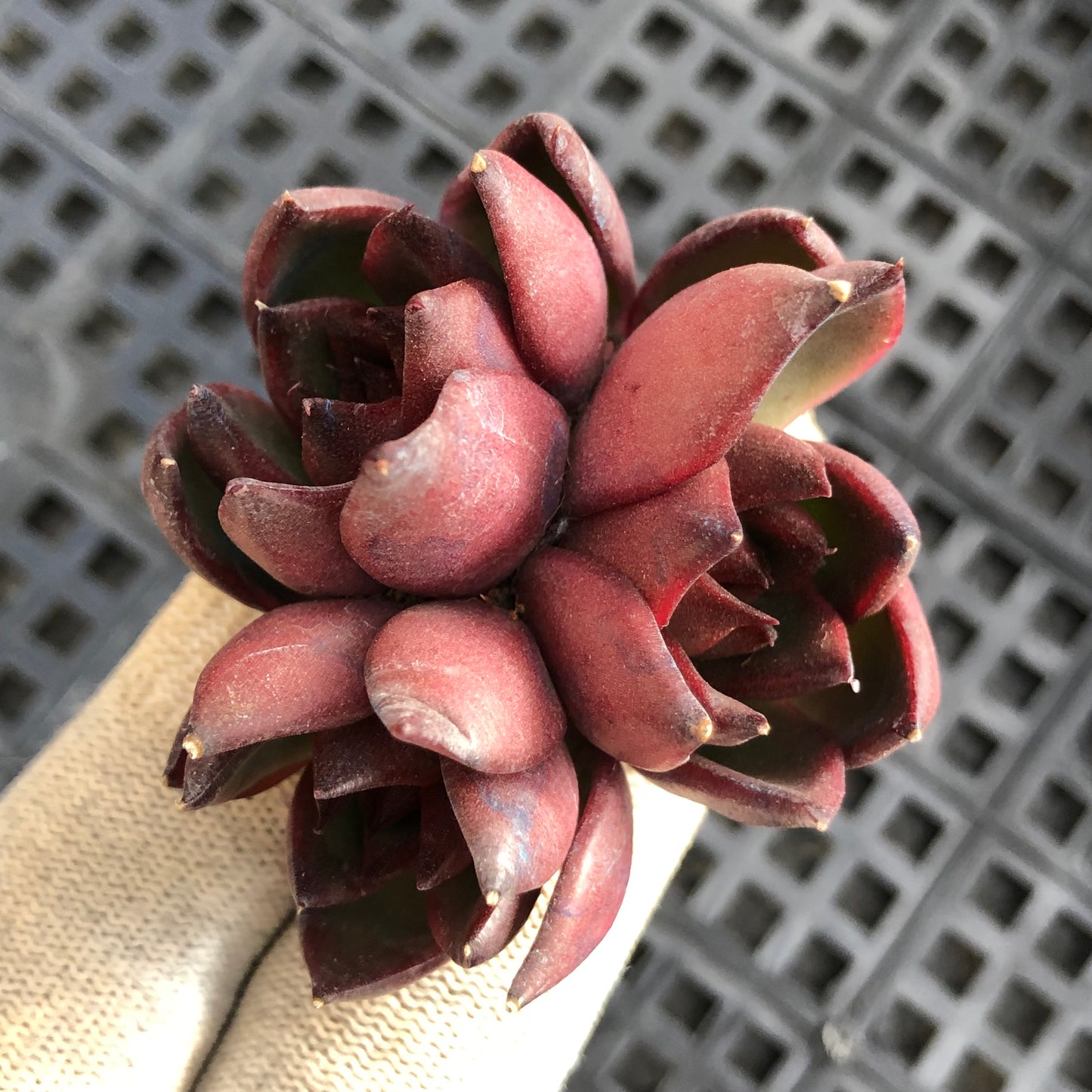 22491 ほワイルドホース 5.5cm pot