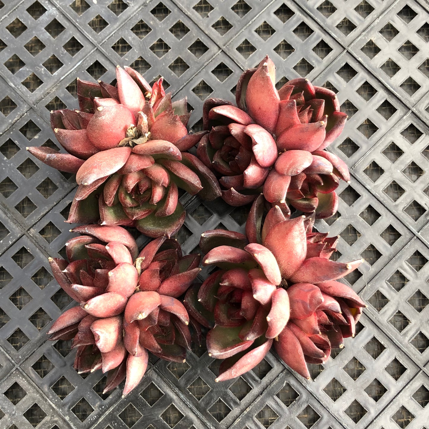 22491 ほワイルドホース 5.5cm pot