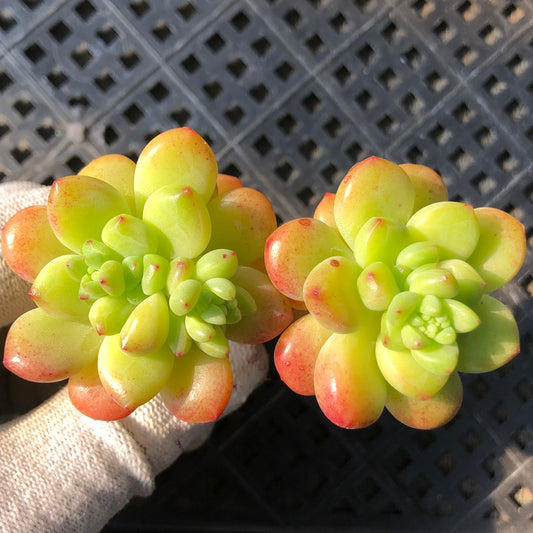 22891 シャングリラ 6.5cm pot