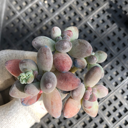 22496 アップル 5.5cm pot