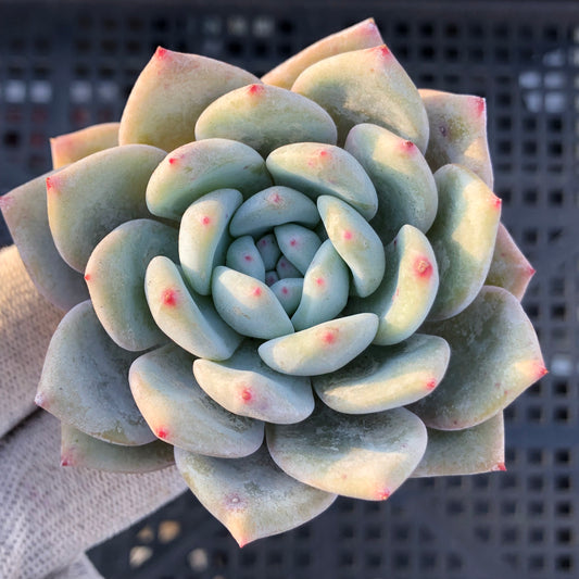 17139 チョーク 5.5cm pot