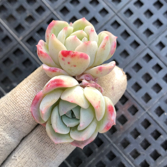 23536 ピンク　フレーグランス 6.5cm pot