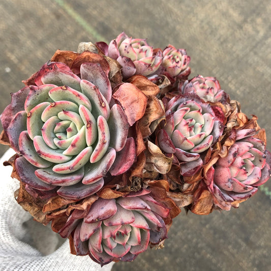 エケベリア 23189 ラウレンシス 11cm pot