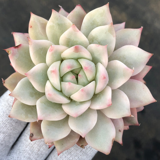 エケベリア 23630 ティッピー錦 9cm pot