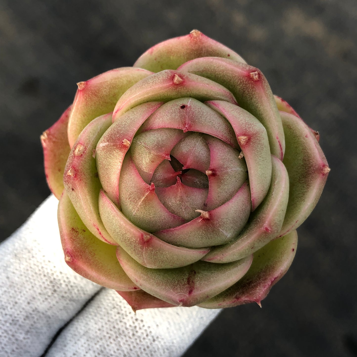 エケベリア 23111 ジェニー　マルギャンHyb 7cm pot