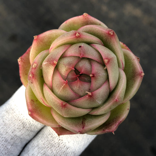 エケベリア 23111 ジェニー　マルギャンHyb 7cm pot