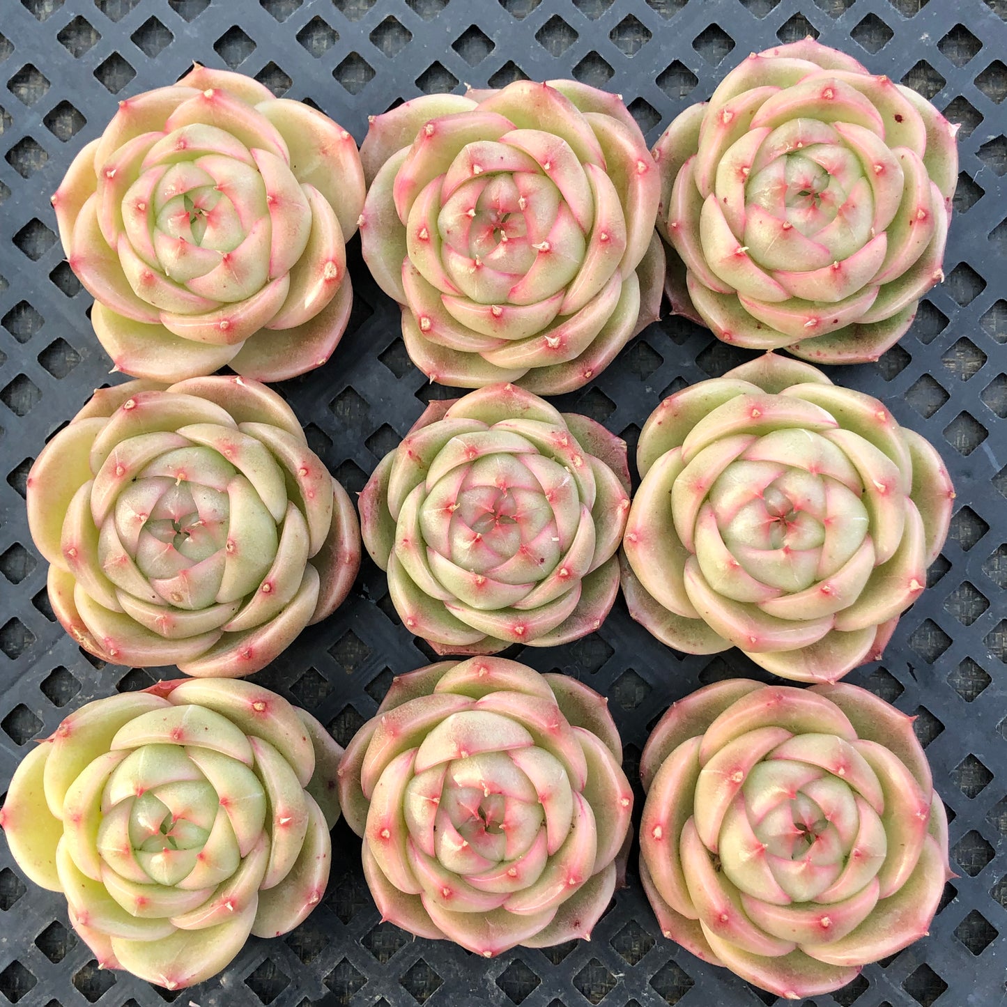 エケベリア 23111 ジェニー　マルギャンHyb 7cm pot