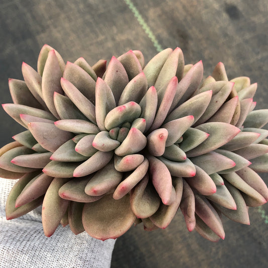 エケベリア 22163 ルビードナ綴化 12cm pot