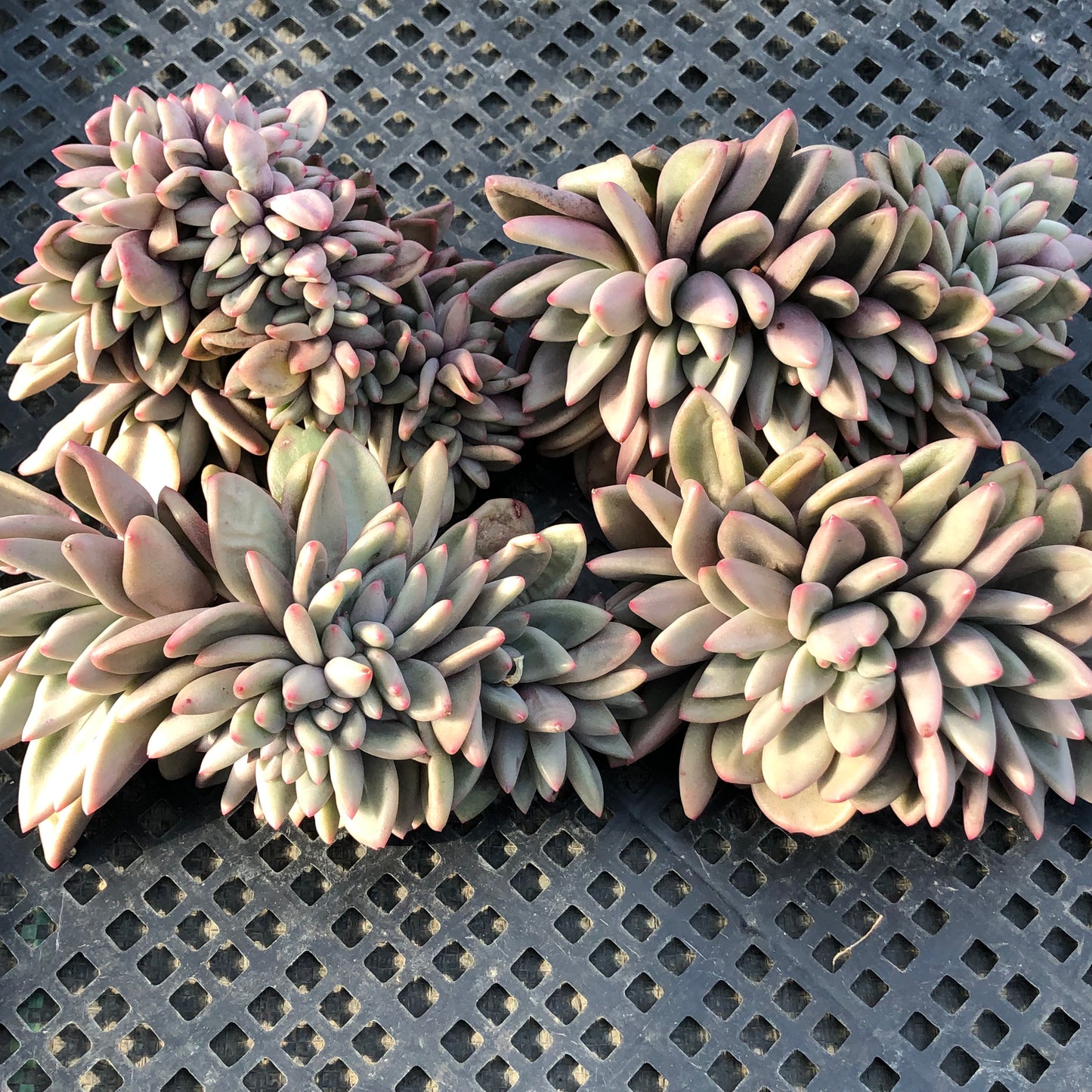 エケベリア 22163 ルビードナ綴化 12cm pot