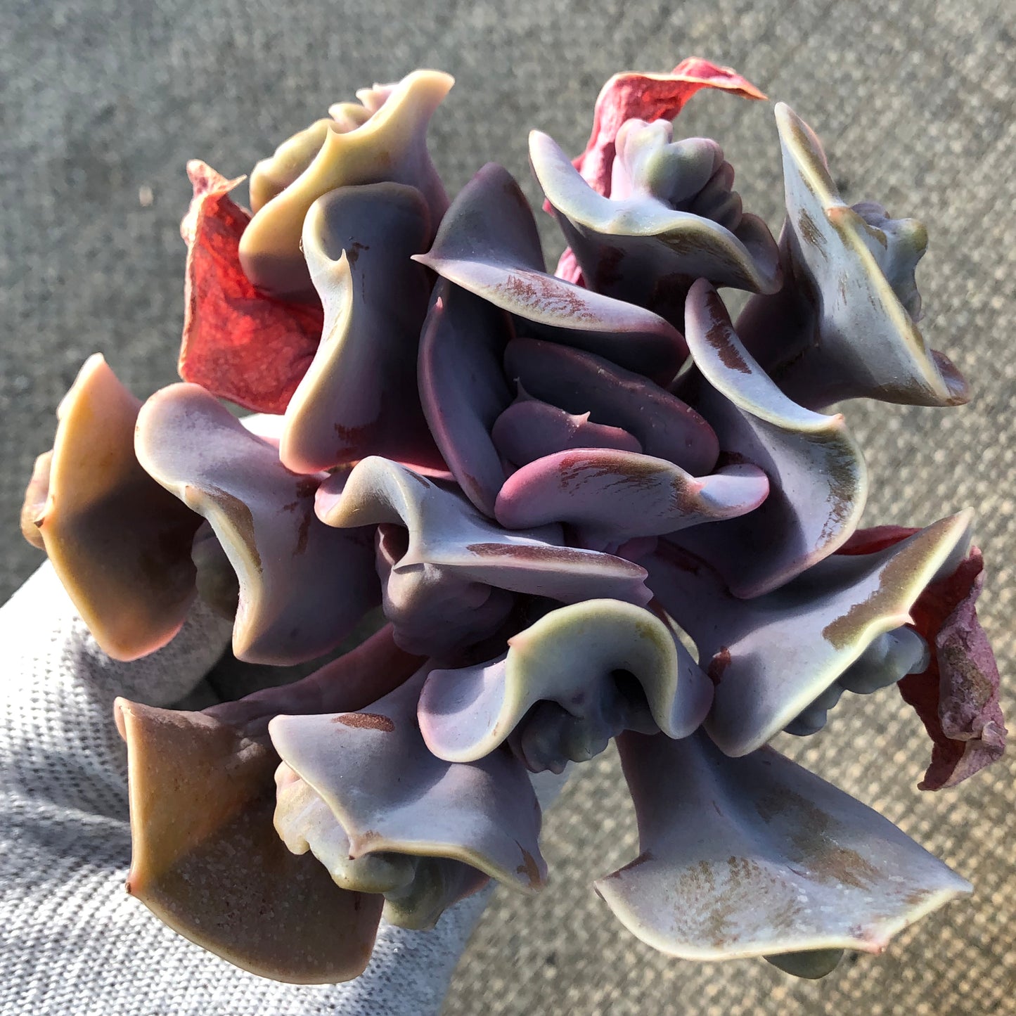 エケベリア 21920 ラブ　パール 9cm pot