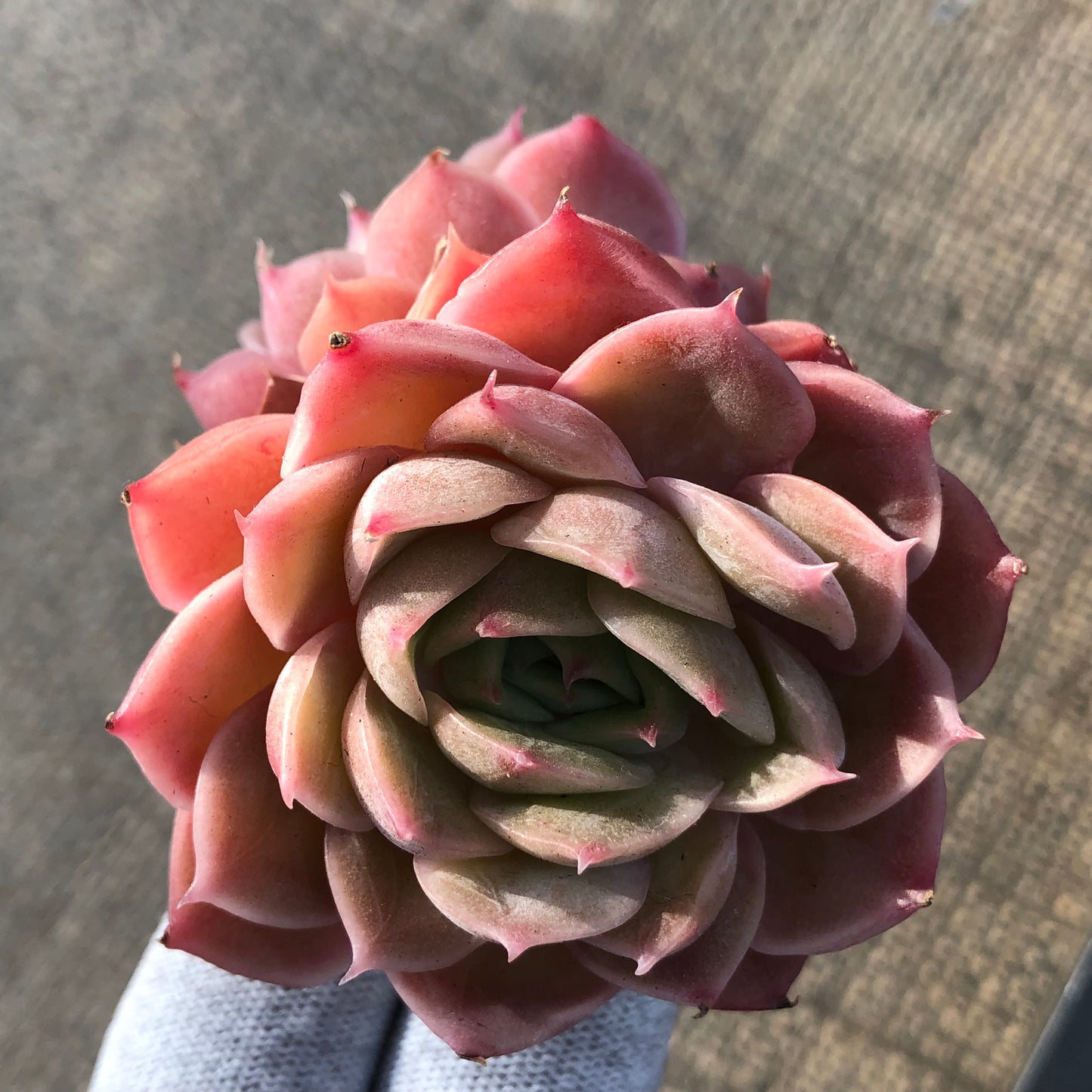 エケベリア 22883 オウンスロー 6.5cm pot