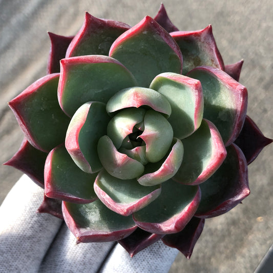 エケベリア 21959 カシオ 12cm pot