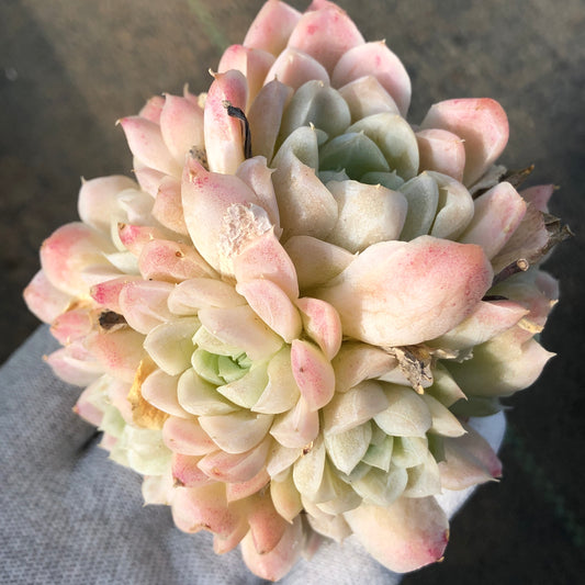 エケベリア 23357 ヒューミリス 9cm pot