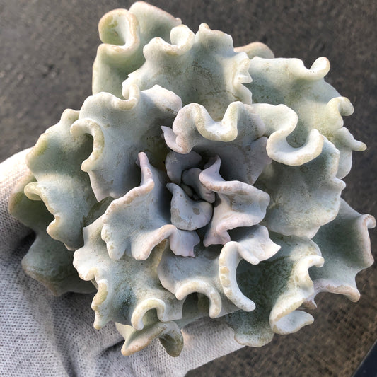 エケベリア 23561 クリスペートビューティ 12cm pot