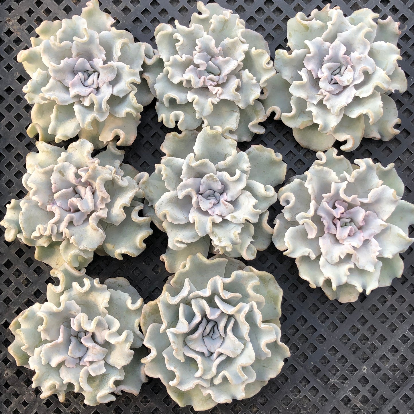 エケベリア 23561 クリスペートビューティ 12cm pot