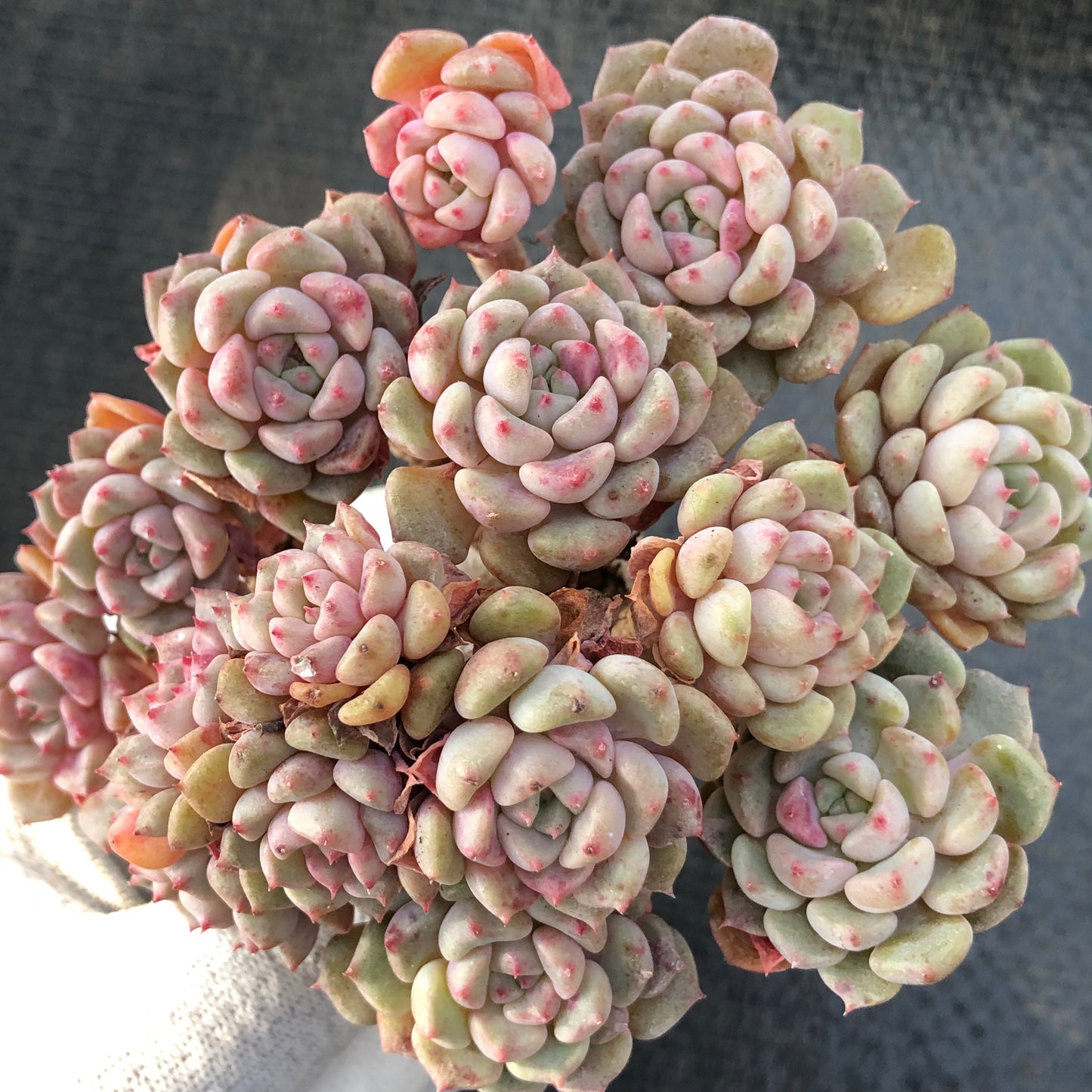 エケベリア 22450 キュートバブル 11cm pot