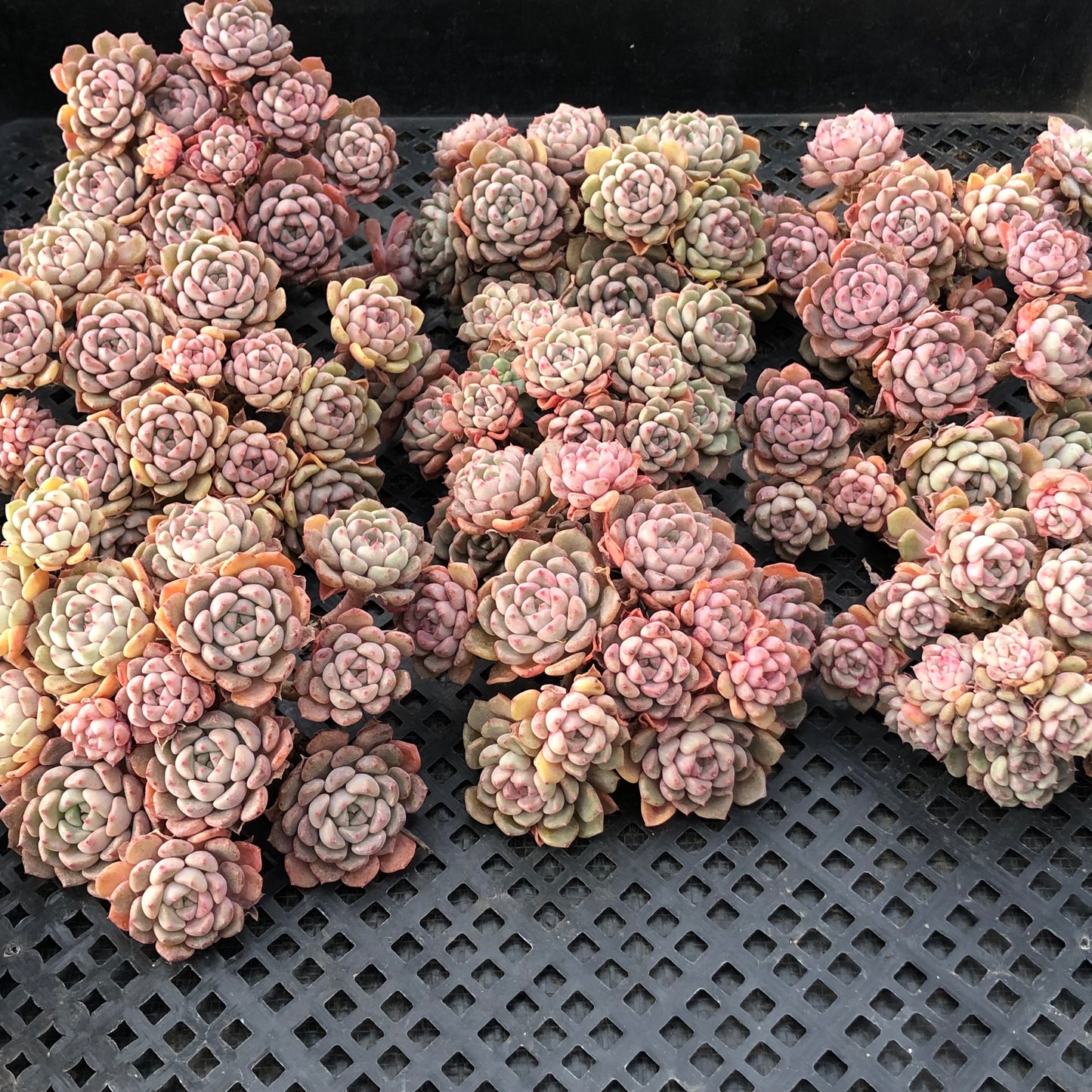 エケベリア 22450 キュートバブル 11cm pot