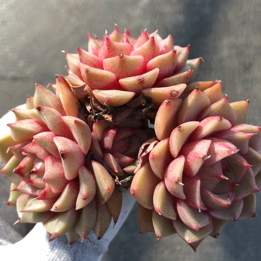 エケベリア 22439 ベンバディス 9cm pot