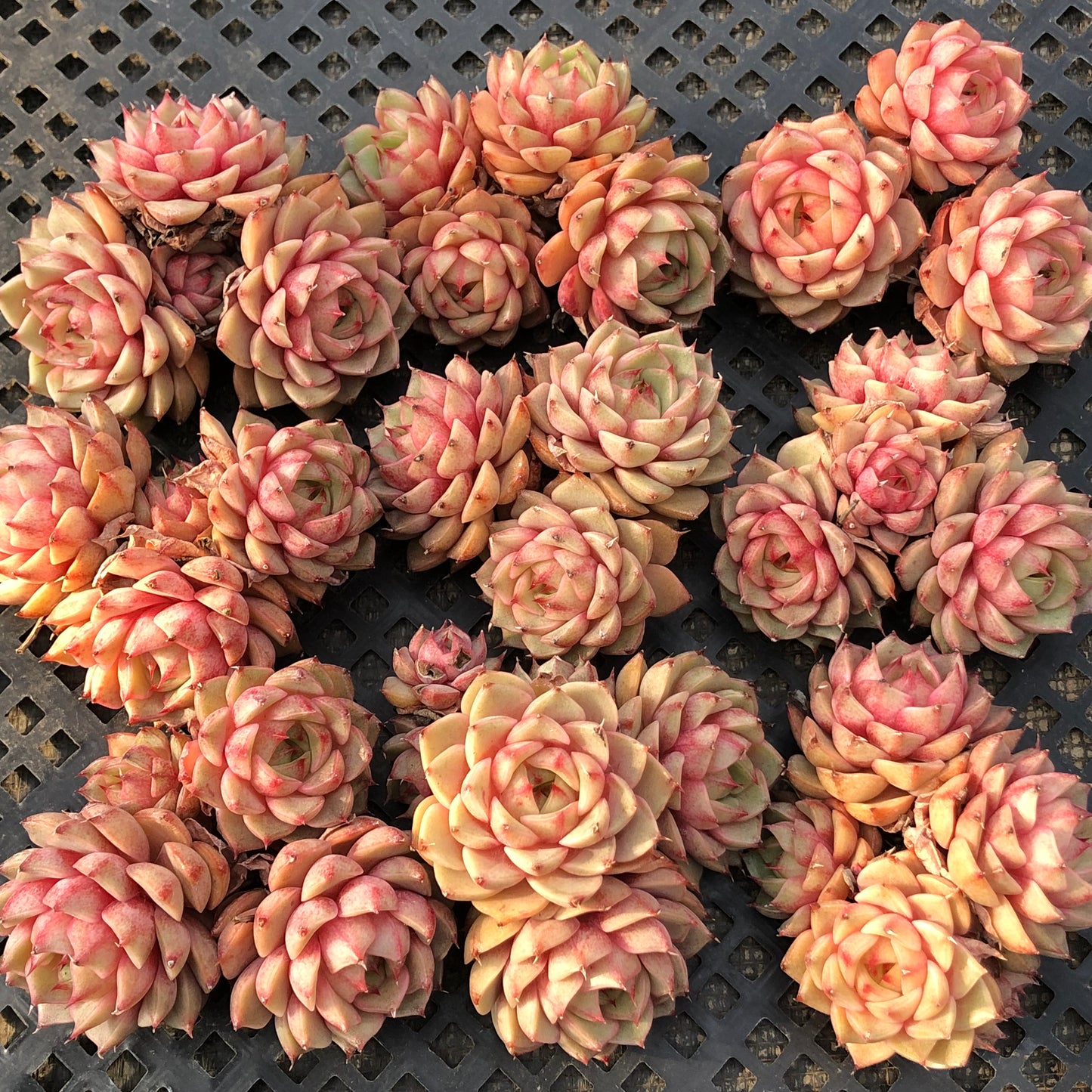 エケベリア 22439 ベンバディス 9cm pot