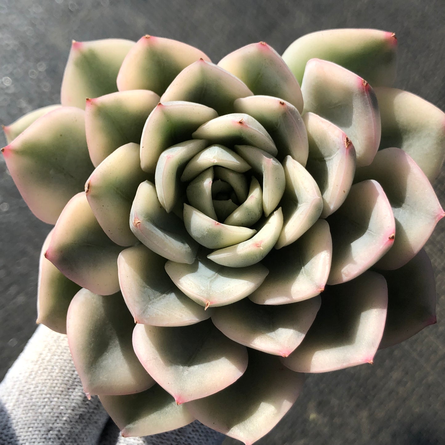 エケベリア 15439 ムーン　フェアリー錦 9cm pot