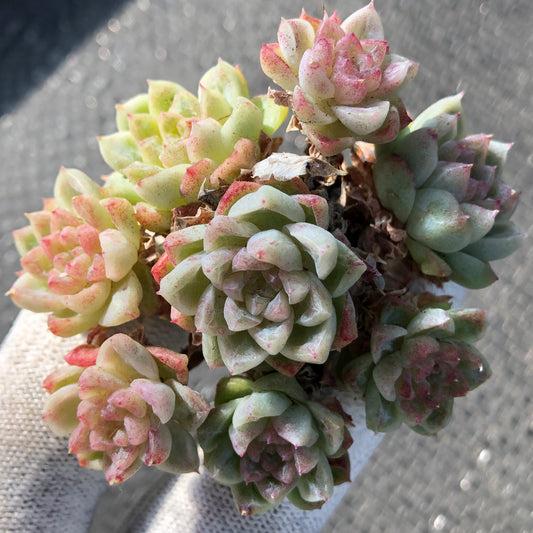 エケベリア 22603 ジェムストーン 6.5cm pot