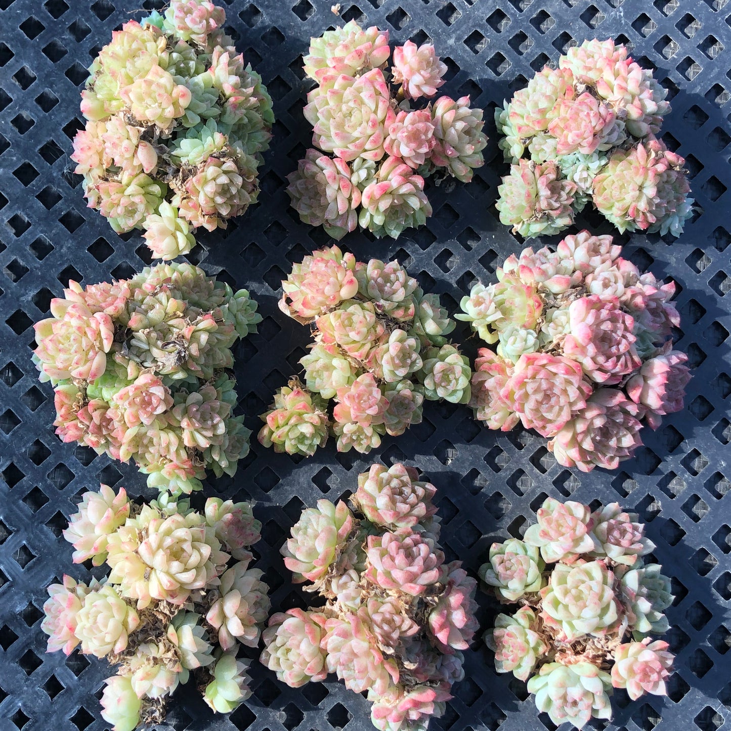 エケベリア 22603 ジェムストーン 6.5cm pot