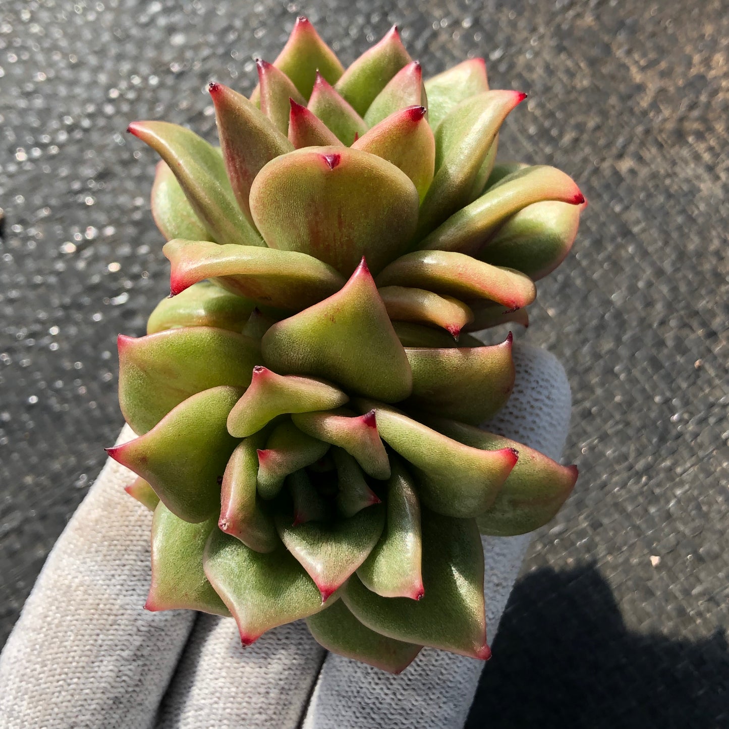 エケベリア 23302 ランブラー 9cm pot