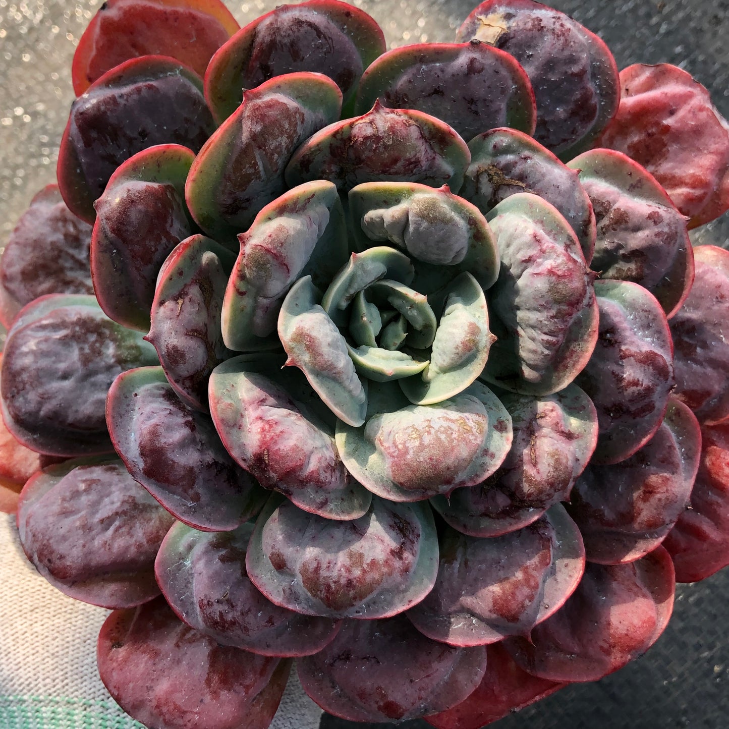 エケベリア 23919 レインドロップス 12cm pot