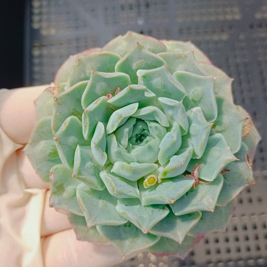 エケベリア 25791 ギロドロップス