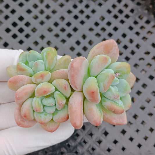 エケベリア 25644 レジェンド