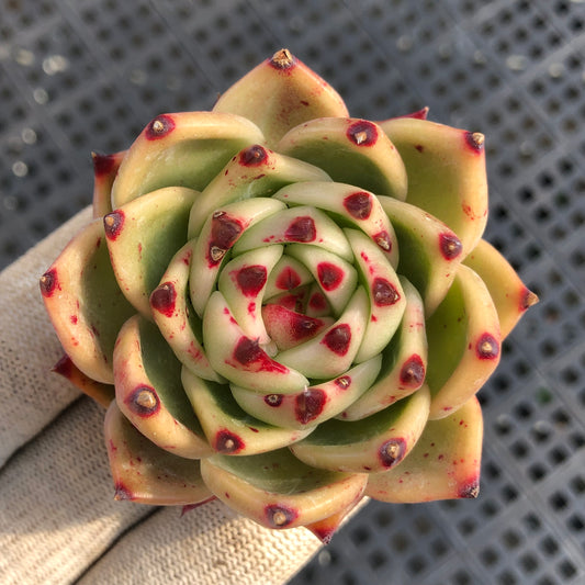 80516 ブルードラゴン 7cm pot size