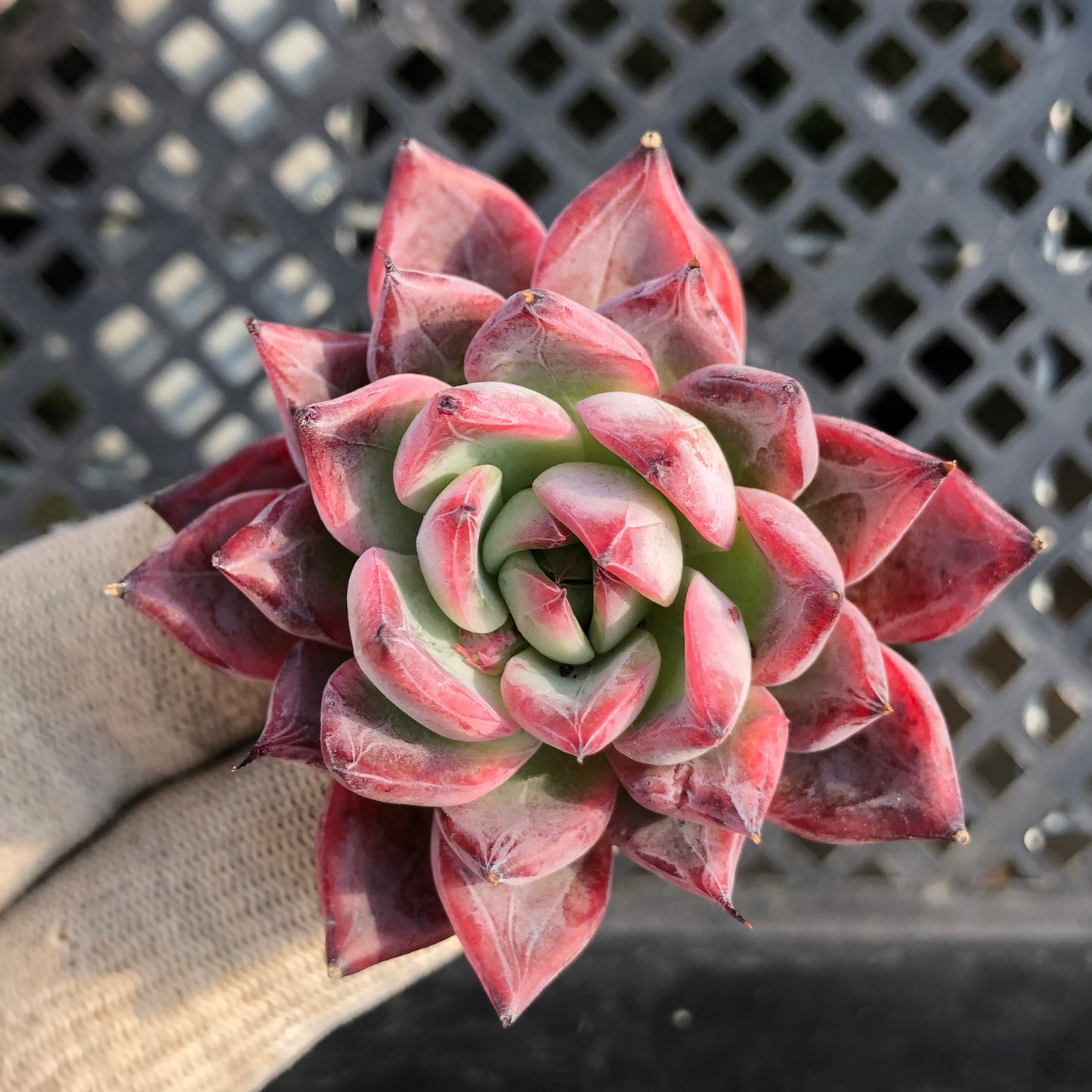 80521 ブラックスワン 6.5cm pot size