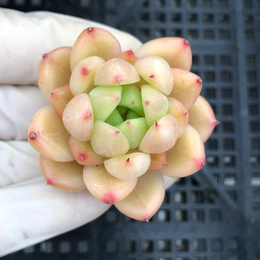 エケベリア 24663 ピーチ ジェリー