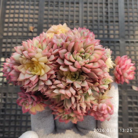21662 女雛錦 9cm pot size