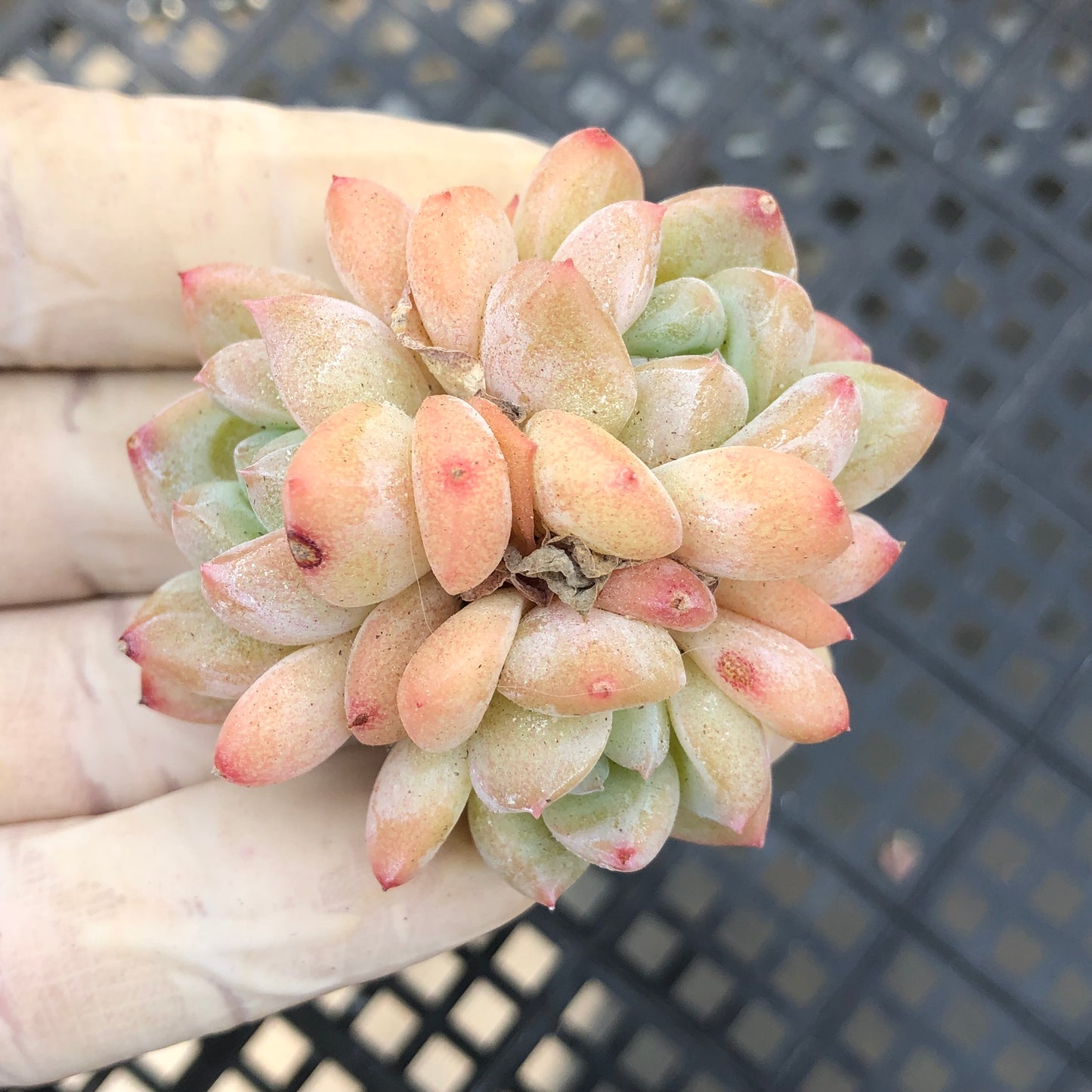 エケベリア 25352シック　モンロー