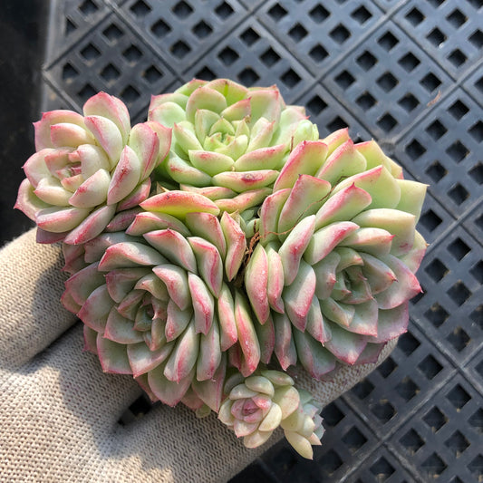 24764 クイーンHyb 7cm pot size