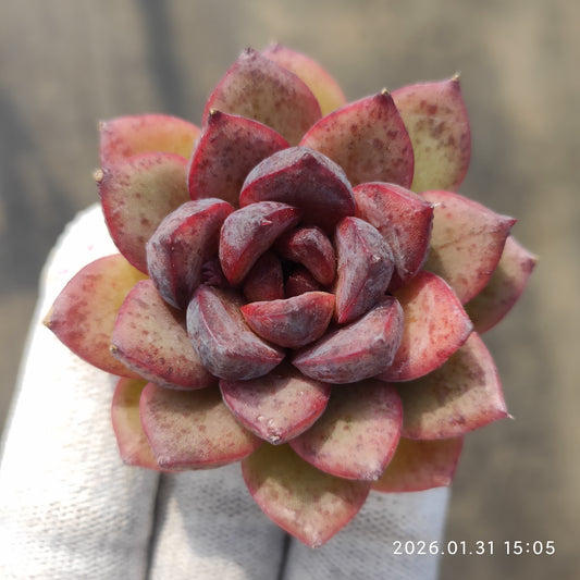 24770 ブラック　クリスタル 5.5cm pot size