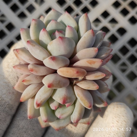 24771 スター　モンロー 9cm pot size