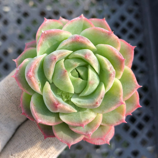 24773 ライム&チリ 7cm pot size