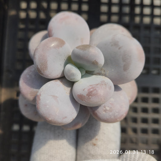 6846 オビファーラム　ムーン　ストーン 7cm pot size