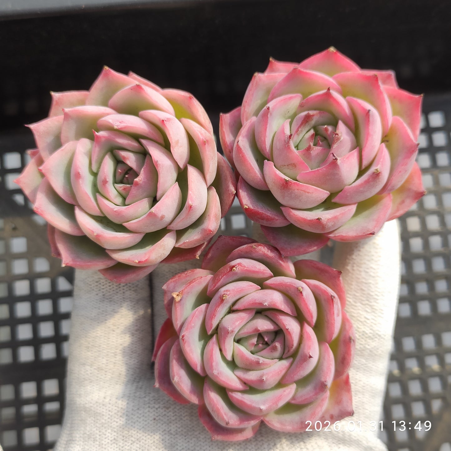 50179 シルエット 5.5cm pot size