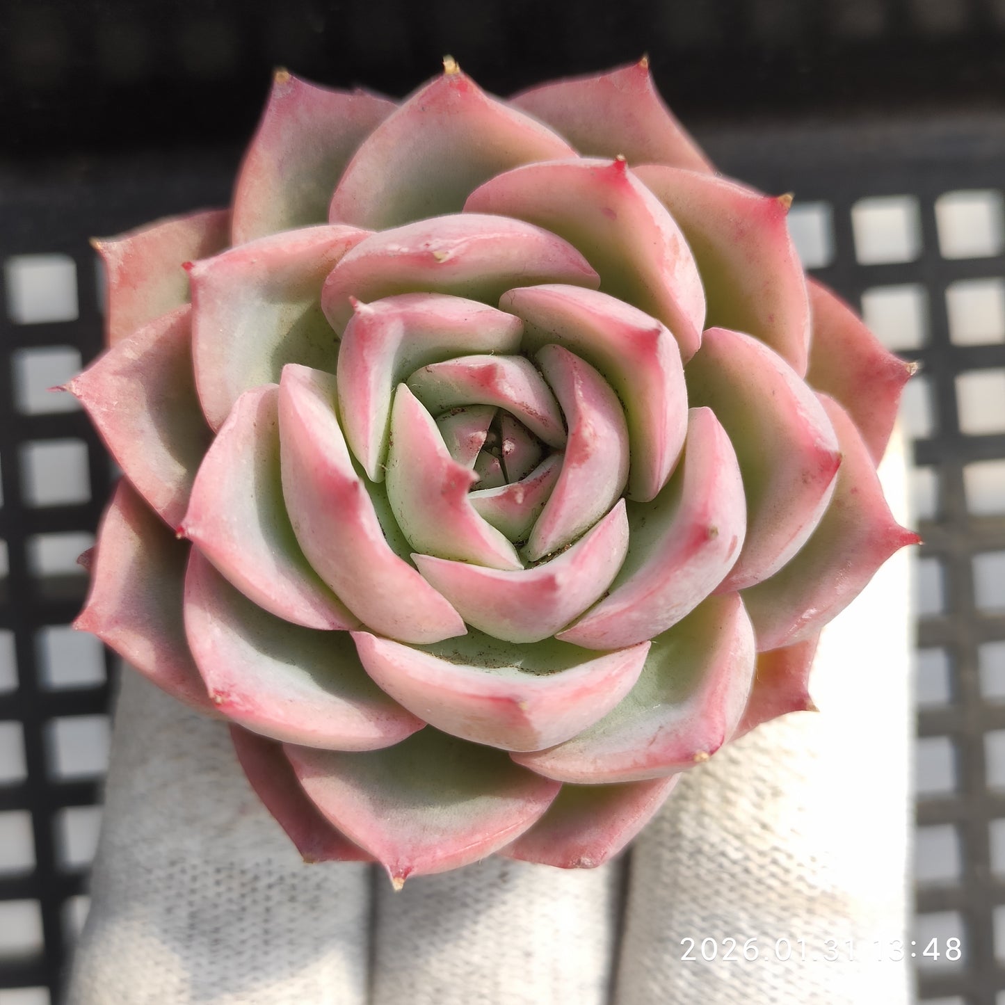 50179 シルエット 5.5cm pot size