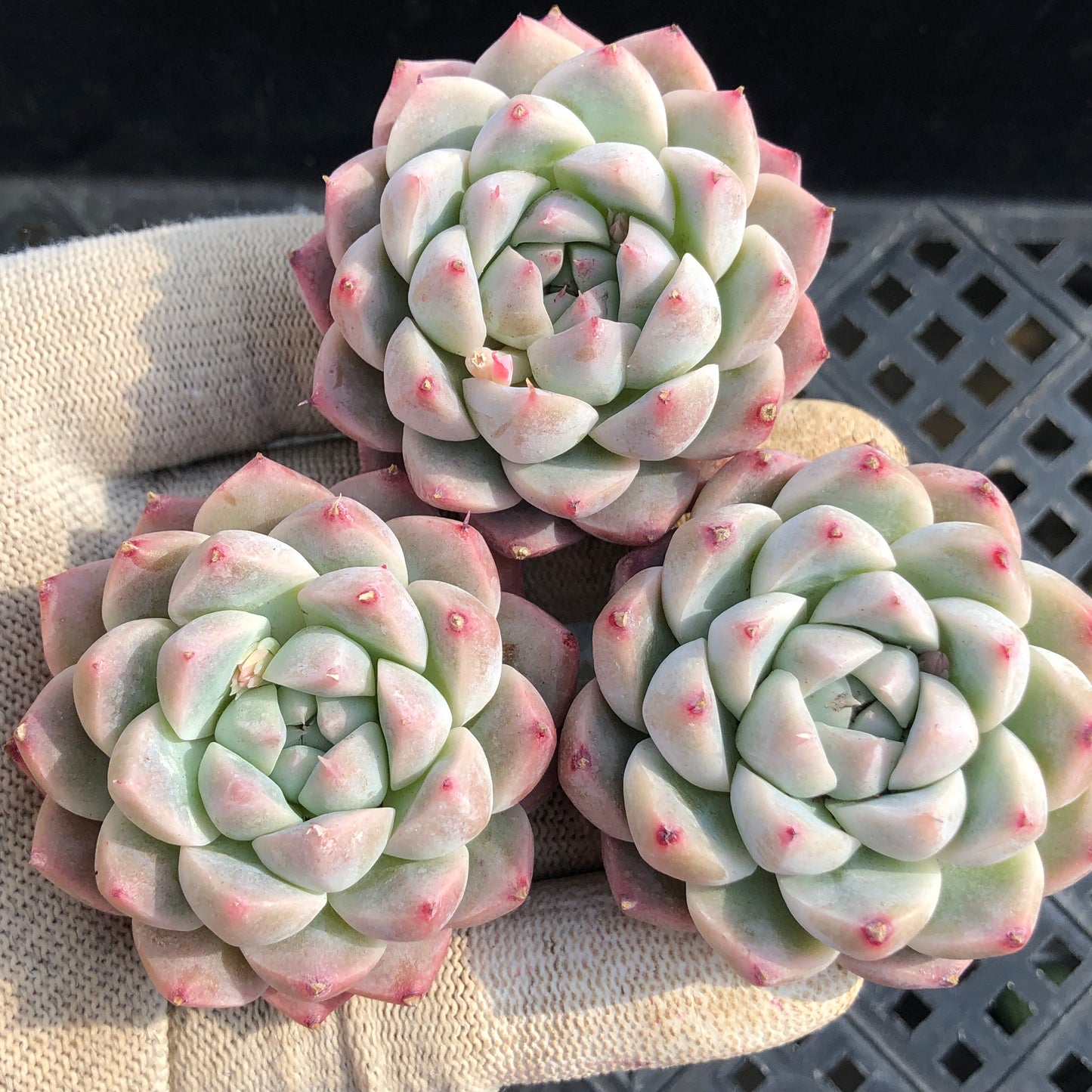 50186 アルバビューティー 5.5cm pot size