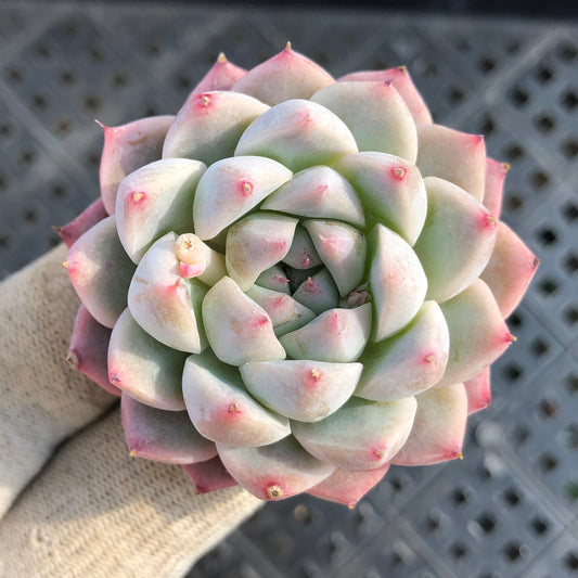 50186 アルバビューティー 5.5cm pot size